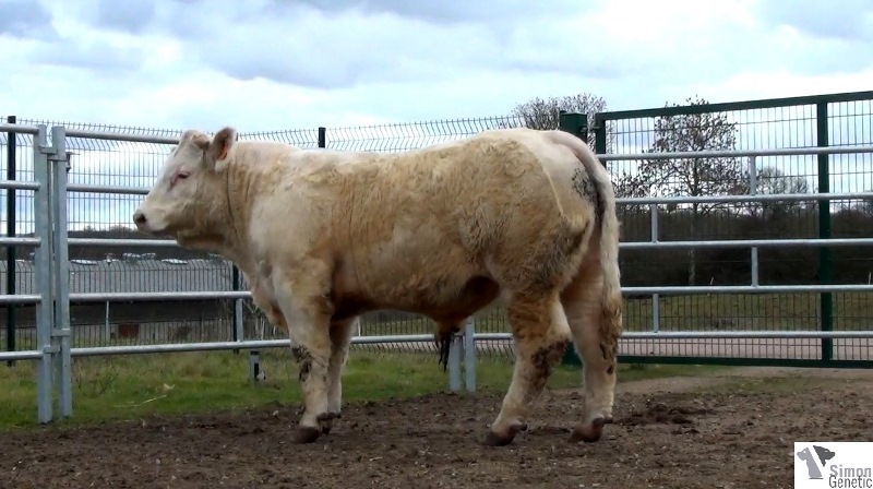 reproducteur charolais inscrit IBIS