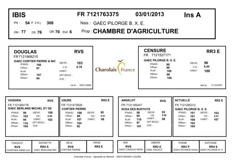 genealogie taureau charolais IBIS