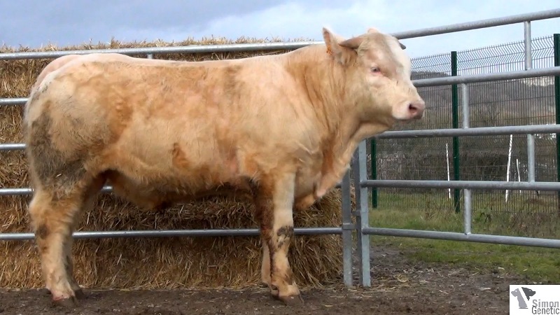 reproducteur charolais inscrit IGOR