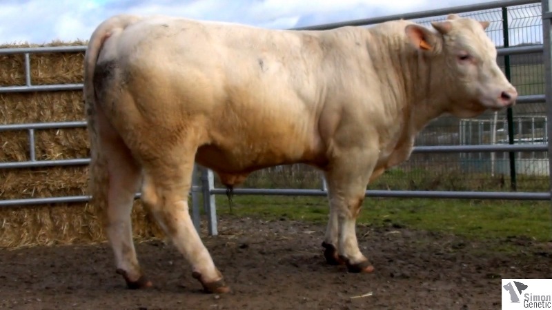 reproducteur charolais inscrit HIMALAYA