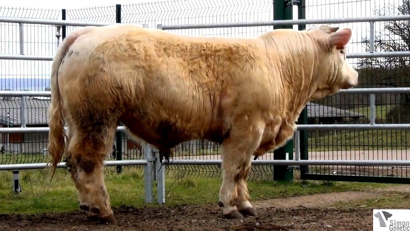 reproducteur charolais inscrit IOURASI