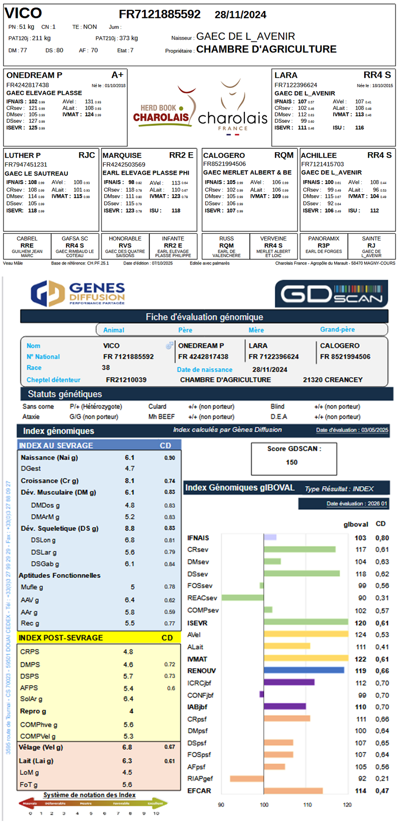 genealogie taureau charolais VICO