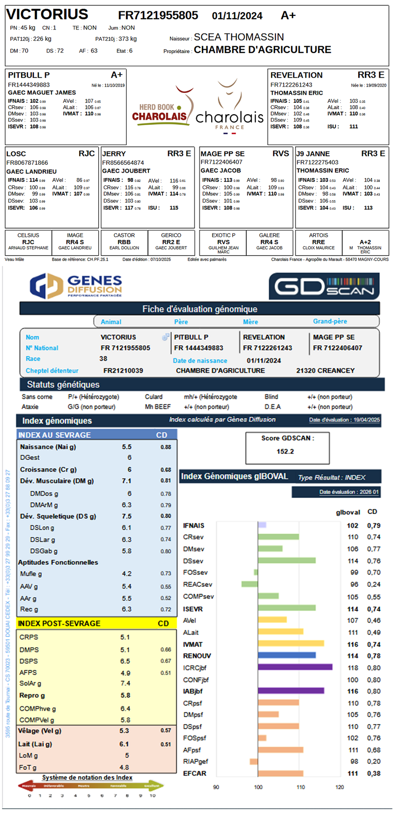 genealogie taureau charolais VICTORIUS