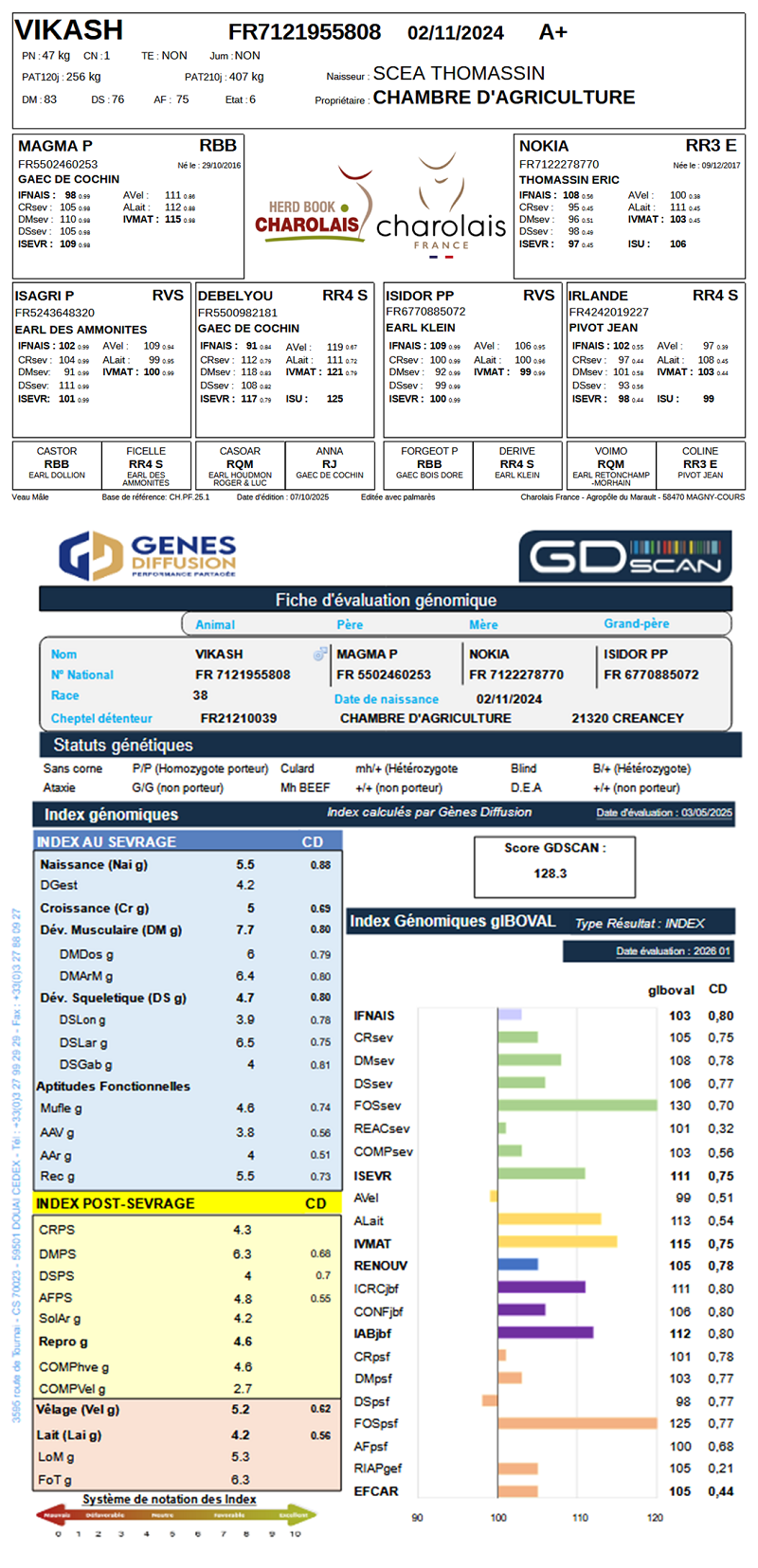 genealogie taureau charolais VIKASH