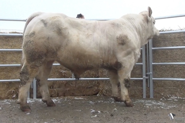 reproducteur charolais inscrit PATOU