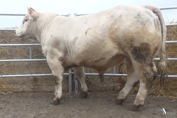 reproducteur charolais inscrit REFLEX