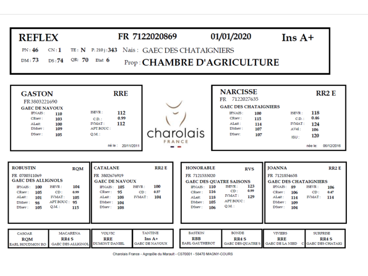 genealogie taureau charolais REFLEX