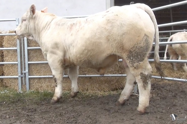 reproducteur charolais inscrit RUBIS