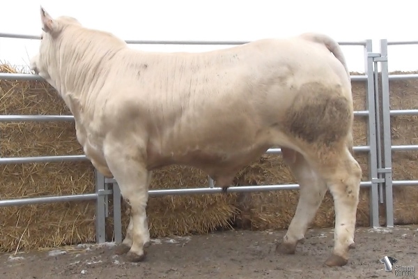 reproducteur charolais inscrit RESET P