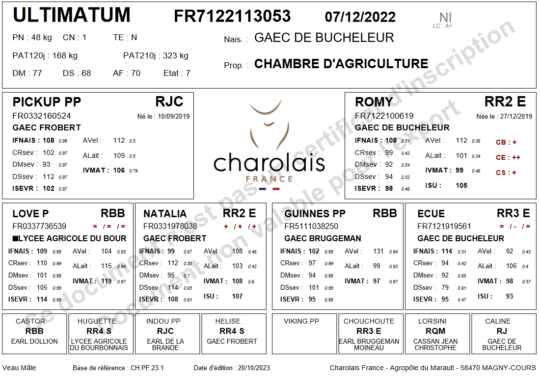 genealogie taureau charolais ULTIMATUM PP