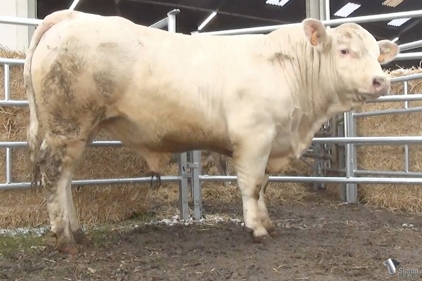 reproducteur charolais inscrit RATON