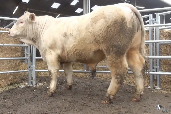 reproducteur charolais inscrit RAMBO