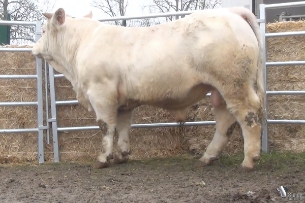 reproducteur charolais inscrit POPEYE