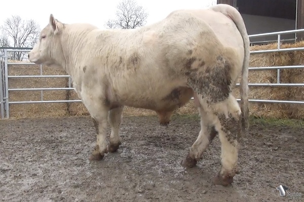 reproducteur charolais inscrit PHENOMENE