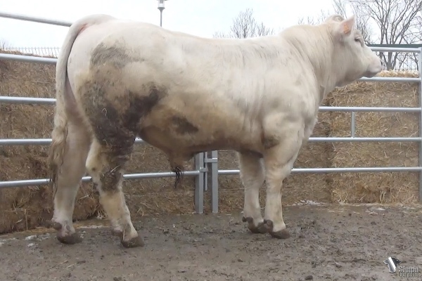 reproducteur charolais inscrit RECITAL