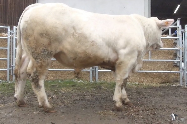 reproducteur charolais inscrit REMPART