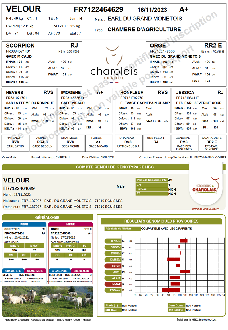 genealogie taureau charolais VELOUR