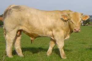 IGOR