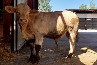 TORO