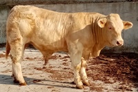 PITBULL
