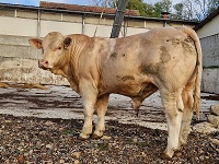 TAPALOEIL