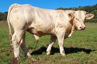 ULSKO