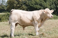 UGOLIN