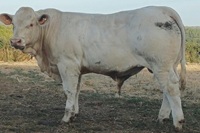 ABDEL