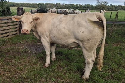 reproductrice charolaise