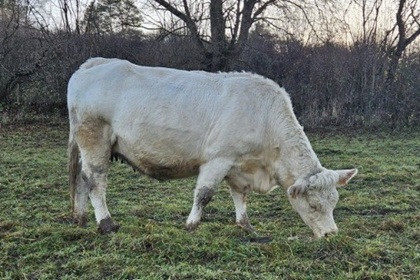 reproductrice charolaise