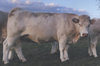 reproductrice charolaise