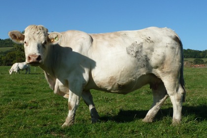 reproductrice charolaise