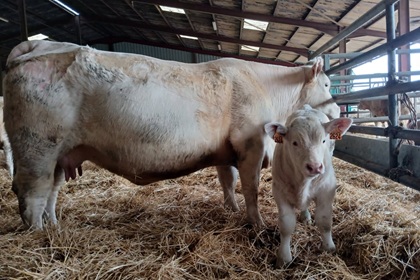 reproductrice charolaise