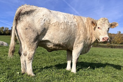 reproductrice charolaise