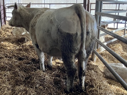 reproductrice charolaise