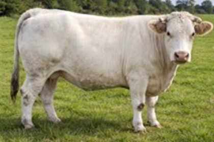 reproductrice charolaise