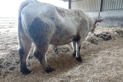 reproductrice charolaise