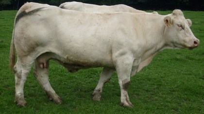 reproductrice charolaise