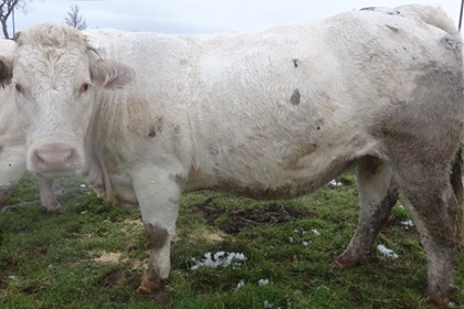 reproductrice charolaise