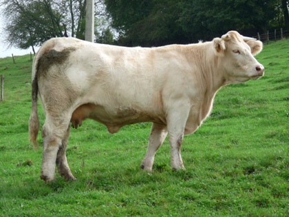 reproductrice charolaise