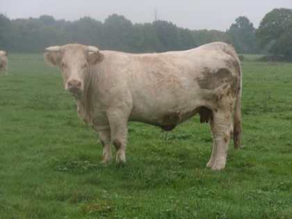 reproductrice charolaise