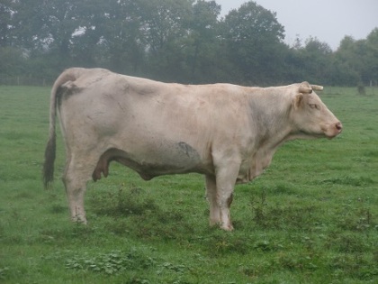 reproductrice charolaise