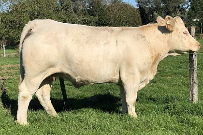 reproductrice charolaise