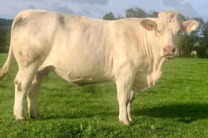 reproductrice charolaise