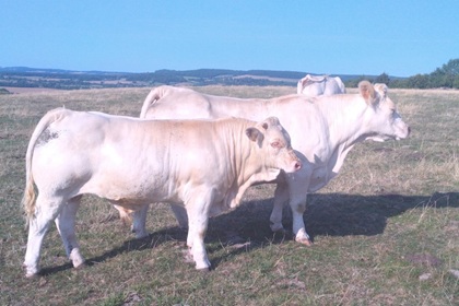 reproductrice charolaise