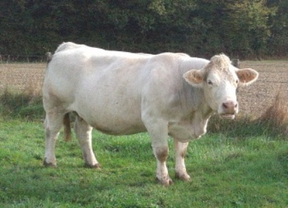 reproductrice charolaise
