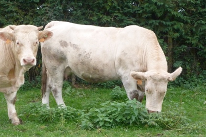 reproductrice charolaise
