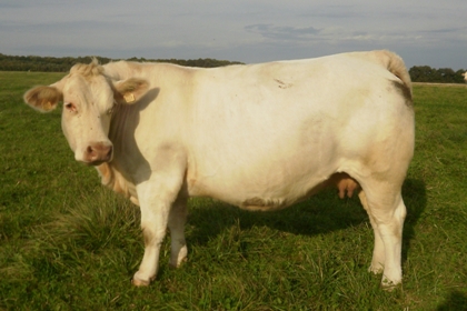 reproductrice charolaise