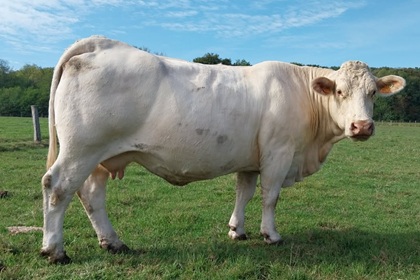 reproductrice charolaise