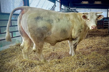 reproductrice charolaise